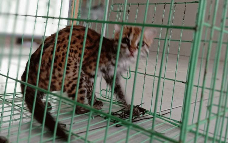Diduga Akibat Karhutla, Kucing Hutan Masuk Pekarangan Rumah Warga