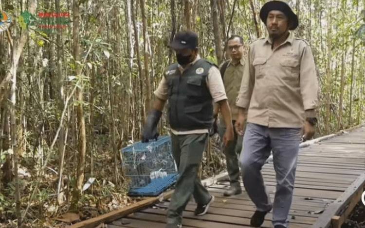 Kucing Hutan Dievakuasi RSAT Sudah Dilepasliarkan ke Desa Tahawa