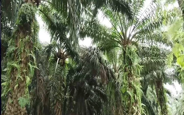 Hasil Kerjasama SBRC IPB dengan BPDPKS Dipamerkan di Promosi Gebyar UKMK Berbahan Sawit