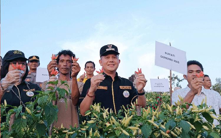 Bupati dan Wakil Bupati Gunung Mas Ikut Panen Cabai Milik Petani