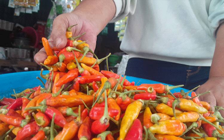 Harga Cabai Rawit Merah per 9 September Rp50.000 di Kobar