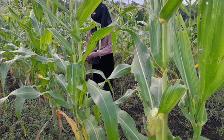 Petani Kalteng Diminta Waspada Hama Ulat Grayak Menyerang Tanaman Jagung