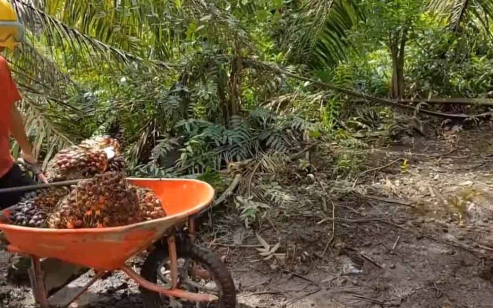 Tidak Semua Masyarakat Ketahui Produk Turunan Sawit