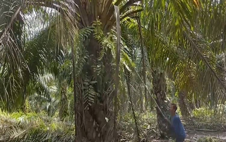 Kemitraan Penting untuk Kembangkan Usaha Kelapa Sawit