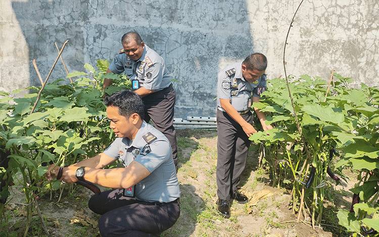 Rutan Tamiang Layang Panen Hasil Pertanian Budidaya Warga Binaan