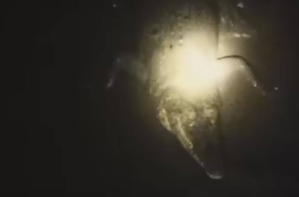 Beredar Video Buaya Berukuran Besar, Begini Kata BKSDA Sampit