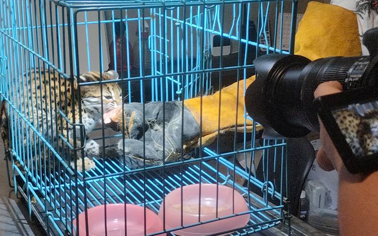 BKSDA Sarankan Lakukan Ini Jika Masyarakat Temukan Satwa Liar
