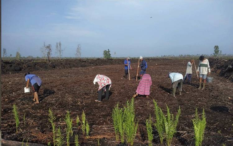 Petani di Sampit Khawatir Orangutan Rusak Tanaman