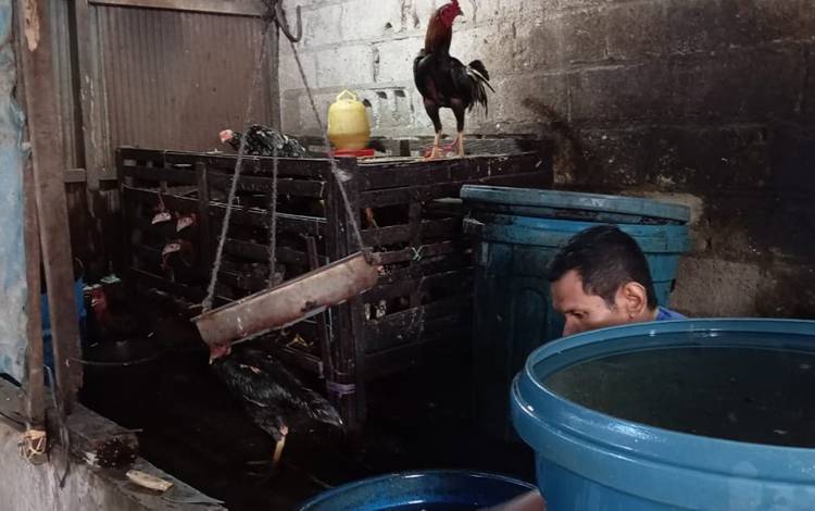 Harga Ayam Ras Naik Lagi, Apalagi Ayam Kampung