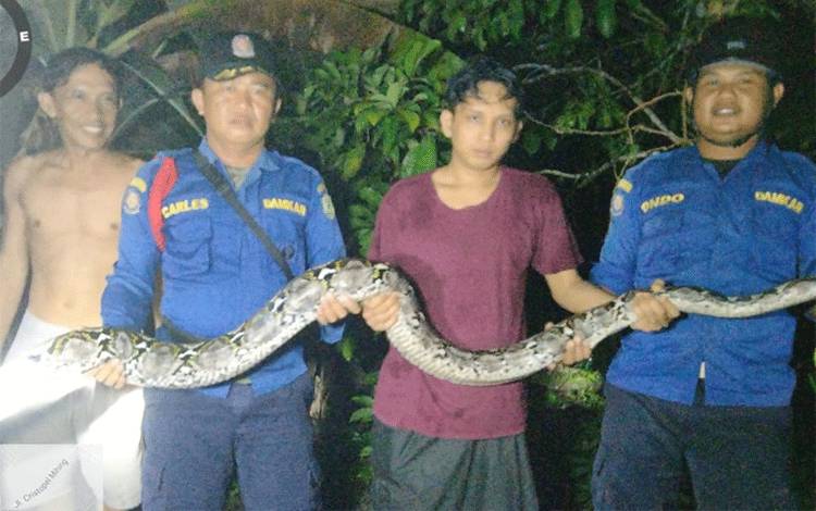 Waspada Ular Masuk Rumah Saat Musim Hujan