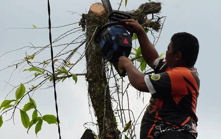 BPBD Kota Palangka Raya Potong Pohon Rawan Tumbang demi Keamanan