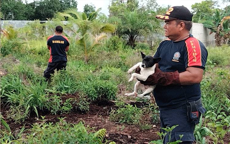 DPKP Evakuasi Tiga Anjing Liar Sering Mengacaukan Lingkungan Warga Palangka Raya