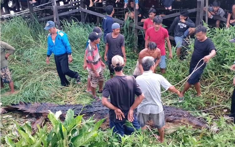 Buaya Berhasil Ditangkap, Namun Jenazah Korban masih Belum Ditemukan