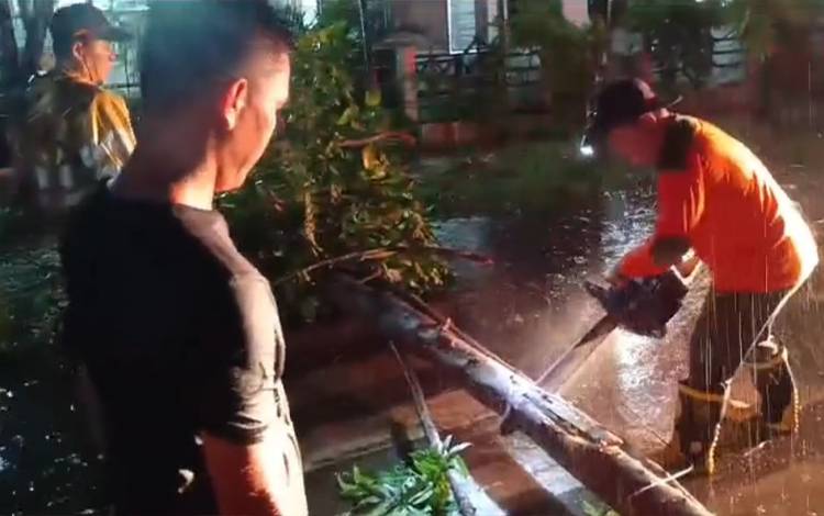 5 Kali Pohon Tumbang Warnai Malam Minggu di Palangka Raya