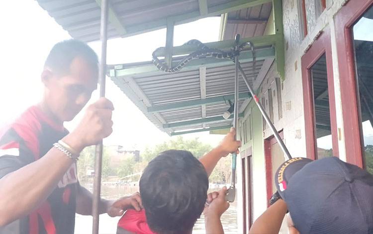 Wanita di Palangka Raya Ketakutan Rumahnya Dimasuki 2 Ekor Ular Tadung 3 Hari Berturut-Turut