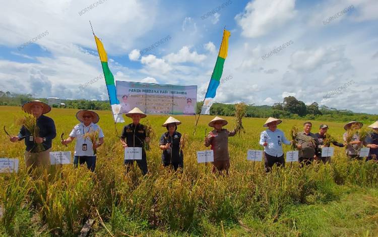 Bupati dan Wakil Bupati Gunung Mas Ikut Panen Padi Milik Poktan Suka Jadi