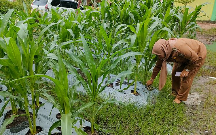Kelurahan Panarung Manfaatkan Lahan Kosong untuk Pertanian dan Budi Daya Ikan