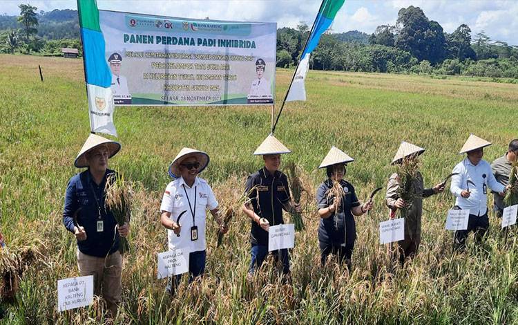 Pemkab Gumas Luncurkan Klaster Pertanian dan Perkebunan Jagung