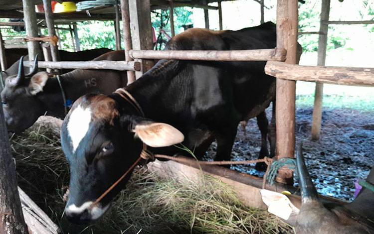 Kasus PMK Dapat Menimbulkan Kerugian Ekonomi