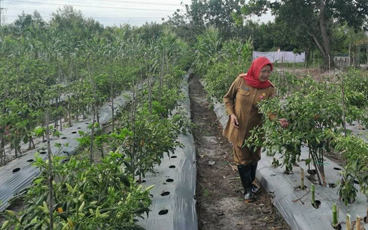 Atasi Harga Cabai Naik Jelang Akhir Tahun, TPHP Kalteng Ajak Masyarakat Menanam Cabai