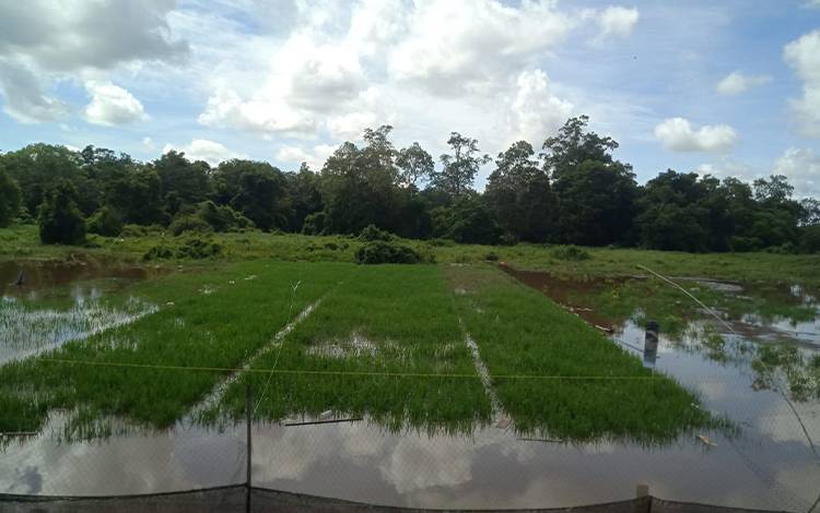 Dampak Banjir di Palangka Raya, Petani Padi Terancam Gagal Panen