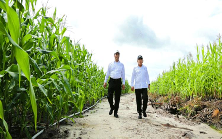 Mentan Tidak Mau Ribut Terkait Program Food Estate Jagung Gunung Mas