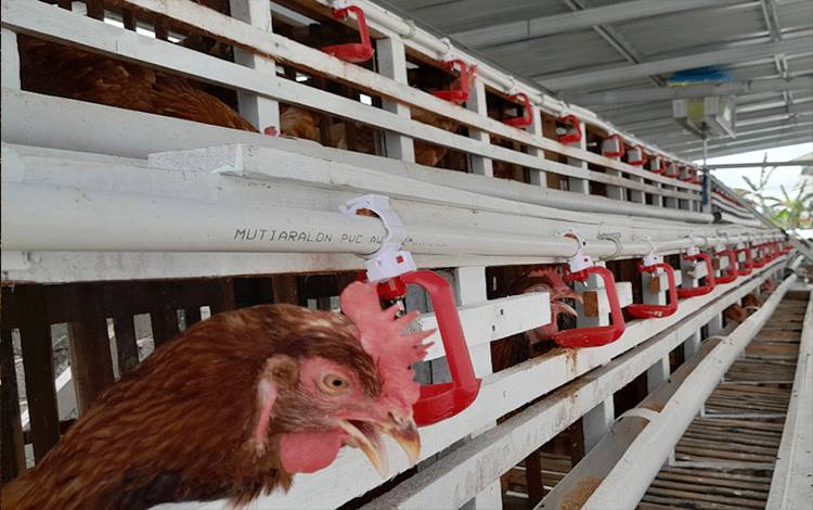 Jaga Stabilitas Harga Daging Ayam dan Telur, Pemprov Kalteng Bangun Kandang