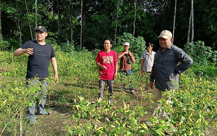 Riza Rahmadi: Kalteng Termasuk 8 Provinsi dengan Harga Cabai Tertinggi