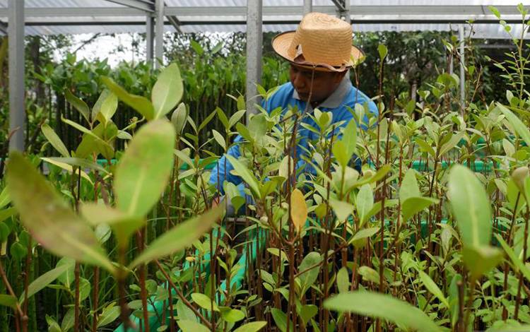 KKP: Ekosistem Karbon Biru Penting untuk Mitigasi Perubahan Iklim