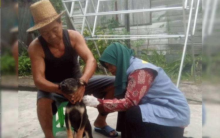 Vaksinator Rabies Palangka Raya Sudah Vaksin 9.764 Ekor HPR 2023