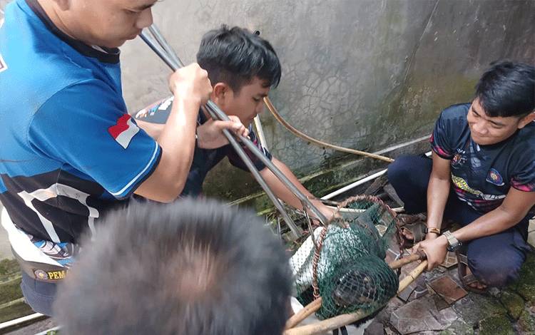 Seorang Anak Diterkam Anjing Liar di Palangka Raya