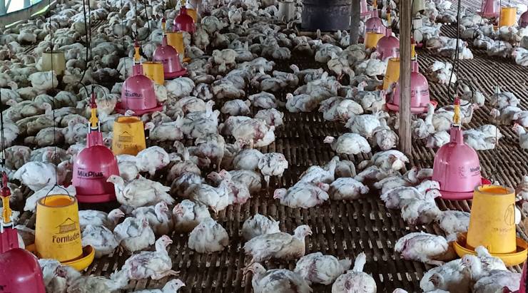 Sekda Kalteng Berharap Pabrik Pakan Jadi Solusi bagi Peternak Unggas