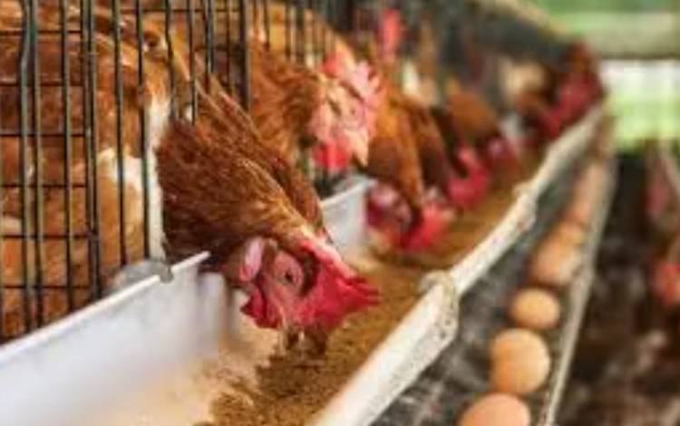 Kalteng Diyakini Mampu Sediakan Pakan Berkulitas dan Berkelanjutan