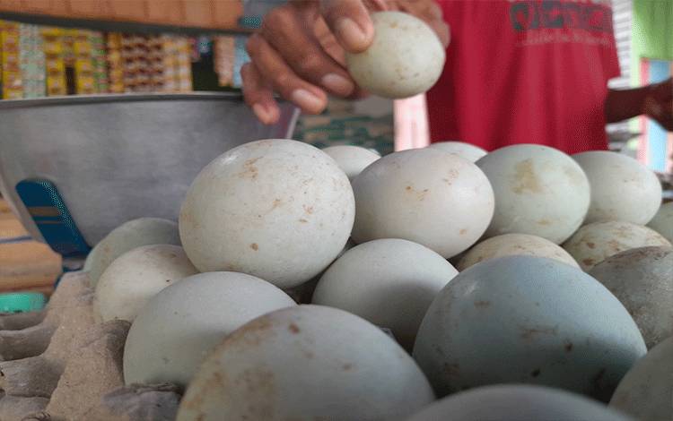 Penyakit Pada Unggas Berdampak Pada Produksi Telur