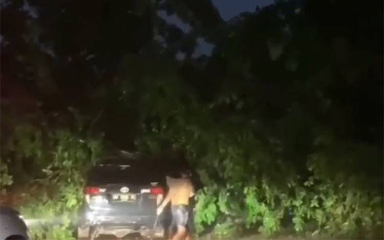Pohon Tumbang Menimpa Mobil di Sampit