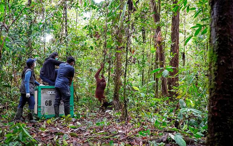 Cinta dan Liti, Dua Orangutan Pulau Salat Nikmati Hidup di Rumah Baru