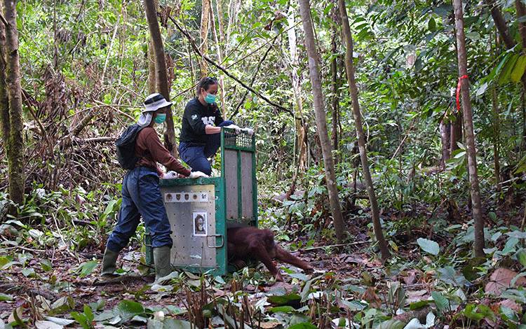 Sepuluh Tahun Rehabilitasi, Cinta Akhirnya Dilepasliarkan