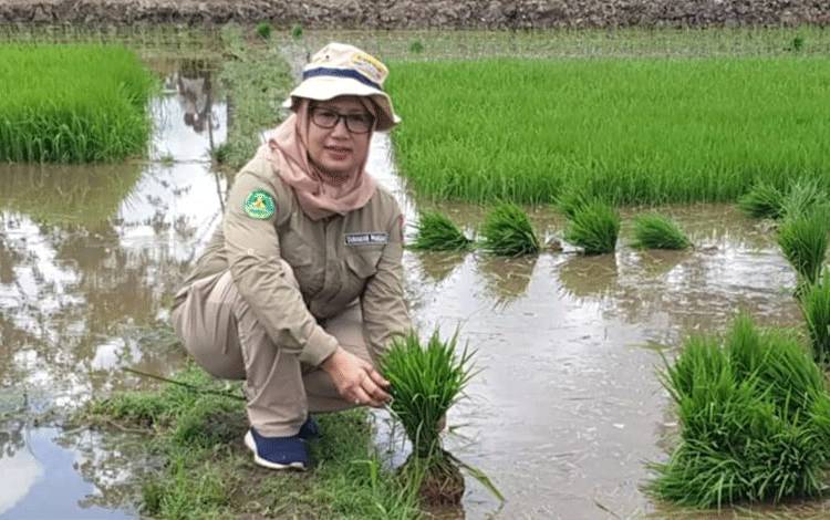 Pemprov Kalteng Bangun Pabrik Beras Modern di Pulang Pisau