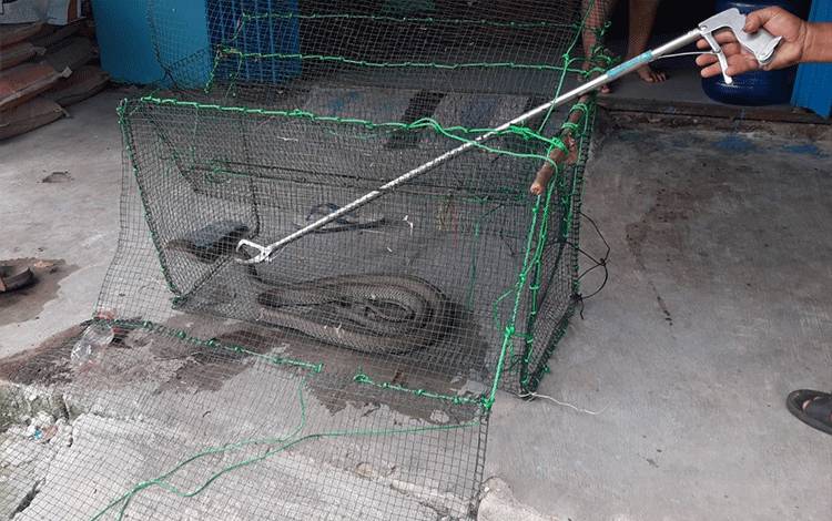 Warga Palangka Raya Terkejut Temukan Ular Kobra