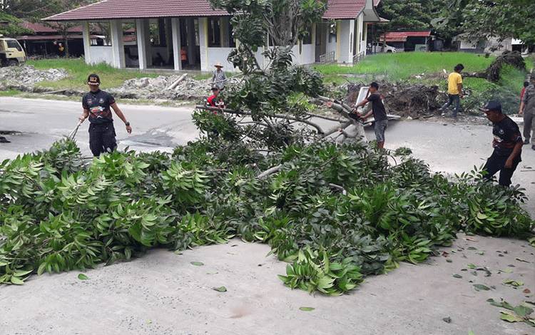 Pohon Tumbang di Jalan Mendawai Pasar Kahayan