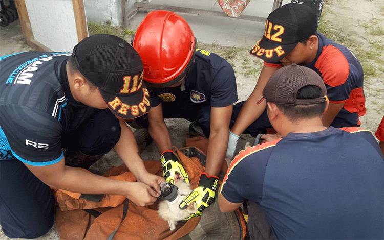 Team Rescue DPKP Palangka Raya Evakuasi Anjing Agresif