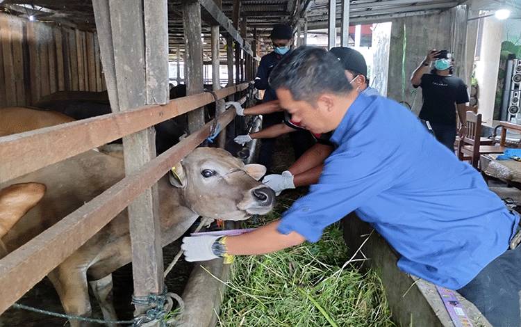 Dokter Hewan Mengabdi untuk Kesejahteraan Manusia melalui Dunia Hewan