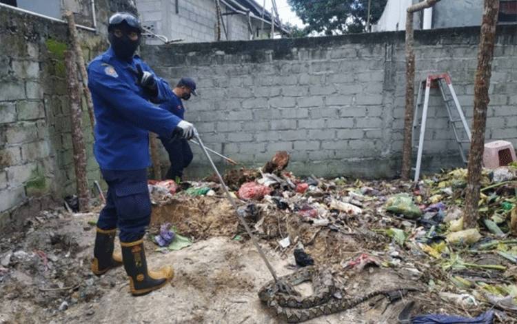 Waspada Ular Masuk Rumah Saat Musim Hujan, Damkar Kobar Berbagi Tips Pencegahannya