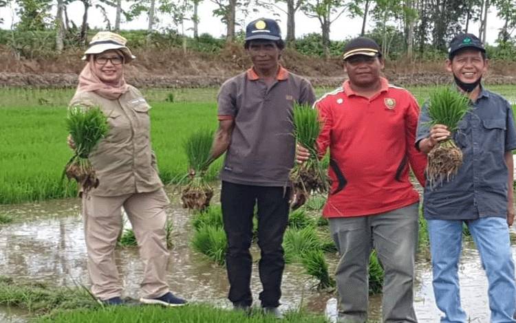 TPHP Kalteng Edukasi Petani 3 Hal Penting dalam Musim Tanam