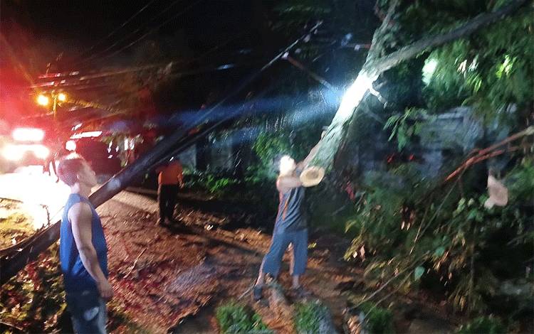Pohon Tumbang di Jalan Belibis Membuat Listrik Padam