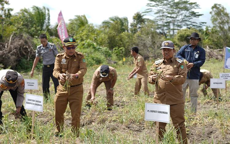 Pj Bupati Sukamara Minta Perangkat Daerah Bagi-Bagi Bibit Tanan Cepat Panen?