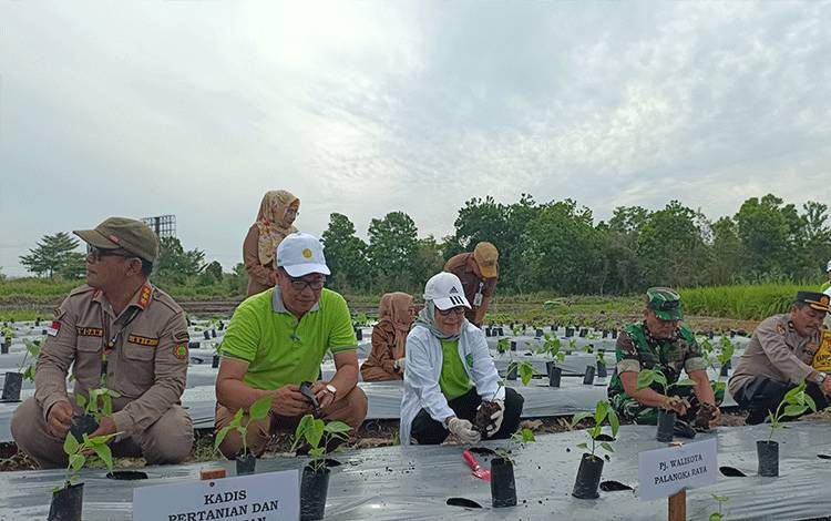 Lahan Kosong di Komplek Perkantoran Pemko Palangka Raya Ditanami Cabai