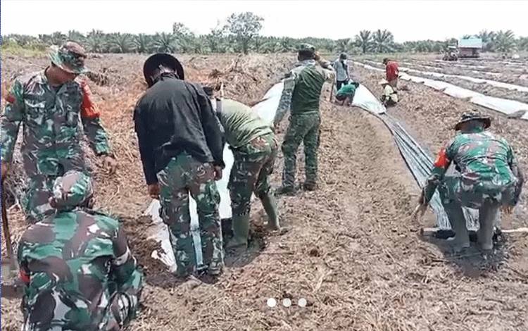Babinsa Koramil Mantangai Turut Bantu Petani Lakukan Penanaman Bibit Singkong?