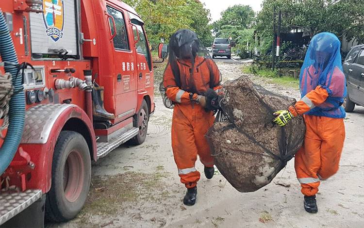 Tim Rescue Call Center 112 Evakuasi Sarang Tawon Vespa di Palangka Raya