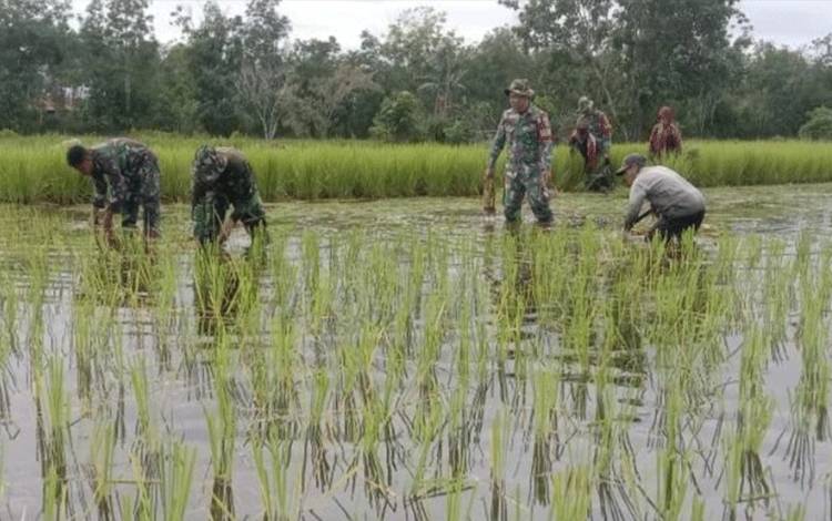 Anggota Koramil Kapuas Hilir Gotong Royong Bantu Warga Tanam Padi?